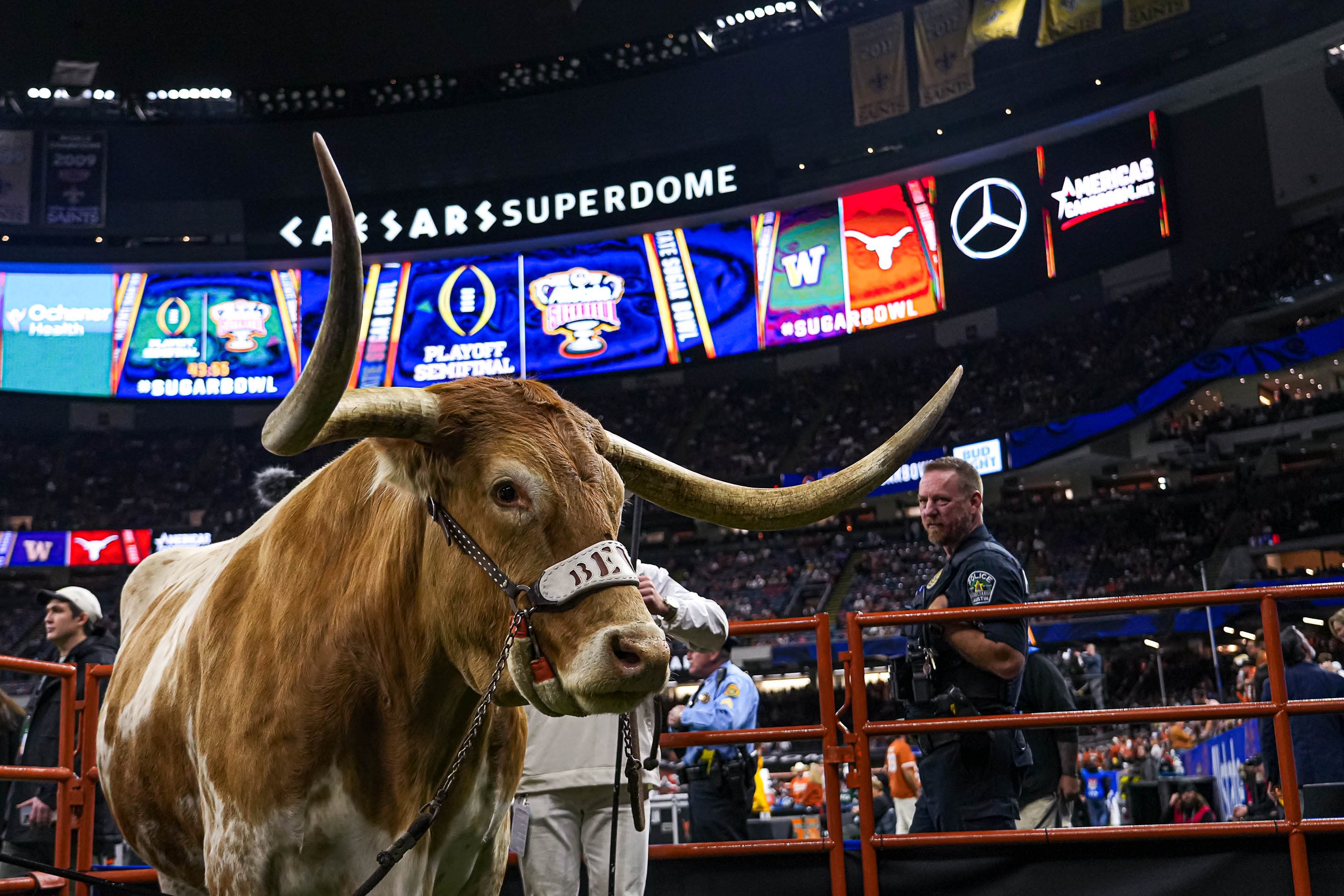 What is a Longhorn? Texas softball nickname, explained ahead of 2024 NCAA Tournament, WCWS