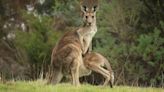 Kangaroo Mom Puts Rambunctious Joey in Hilarious Time Out