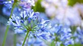 15 Flowers to Plant in Spring That Will Fill Your Yard With Color and Fragrance