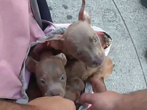 Police Rescue Puppies Who 'Could've Been Dead in 5 Minutes' from 'Hot Bag' on N.Y.C. Street