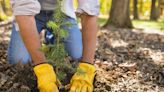 "Se han plantado en Palencia más de medio millar de árboles en estos meses"