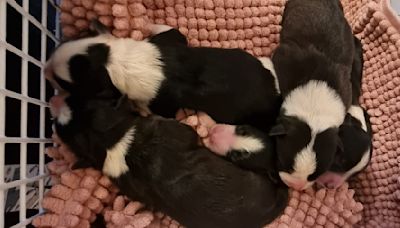 Anger and heartache as 11 pups found dumped in turf bag - Donegal Daily