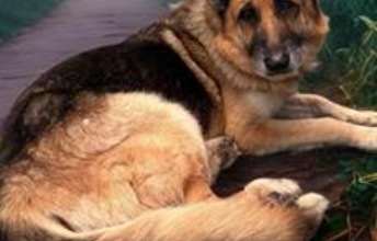 Climbers in Malibu find abandoned German Shepherd with zip ties around mouth, neck