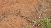 Some Diverse, Not Deadly, Snakes Around Farms and Homes