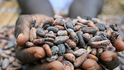 Ghana raises cocoa price by 45% to deter smuggling