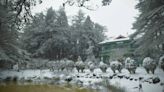 福壽山農場超狂傳說 滿足「這條件」寒流來都不會下雪