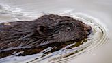 Beavers back for the 'first time in 400 years'