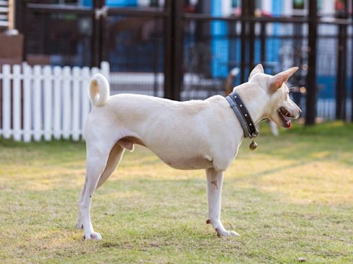 Picnic for Three-Legged Dogs in San Francisco Breaks Records and Steals Hearts All Over