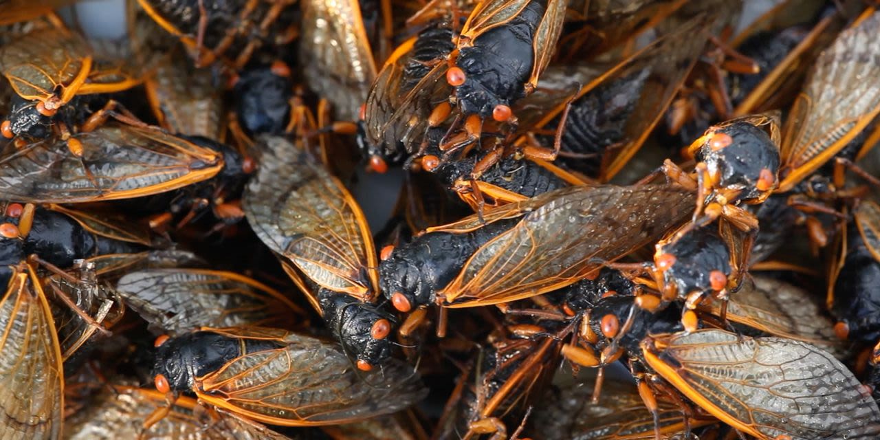 Emerging Cicadas Have Something to Sing About