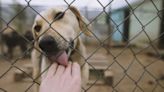 20 Dogs Rescued from Meat Trade in China