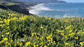 Will there be a 'superbloom' this year in California? Here's what to know