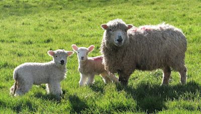 Farmer returned from dad's funeral to find 300 sheep had been stolen