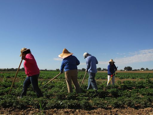 Unauthorized immigrants are key players in Idaho’s economy, agricultural sector, study shows