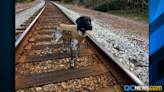 Matthews Police K-9 Rhett given bullet, stab proof vest