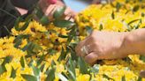 Giant Food Florists Create Victory Blankets for Preakness Stakes, Black-Eyed Susan Stakes