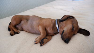 Internet loves sleeping dachshund "dreaming about great things in his life"