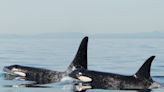Researchers think other orcas are imitating a single killer whale that first started targeting boats, leading some to sink