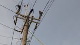台電高雄X鳳山區處聯手強化配電系統 高雄前8個月停電減少近25%！