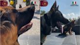 Arkadas, perrito que Turquía regaló a México, participa en desfile militar este 16 de septiembre