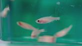 These tiny fish could be the cure to cancer