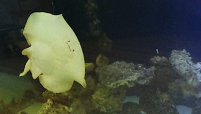 Still pregnant: Charlotte the stingray has not had 'miracle' birth as fans grow impatient