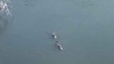 Have you seen gators swimming in Eagle Mountain Lake