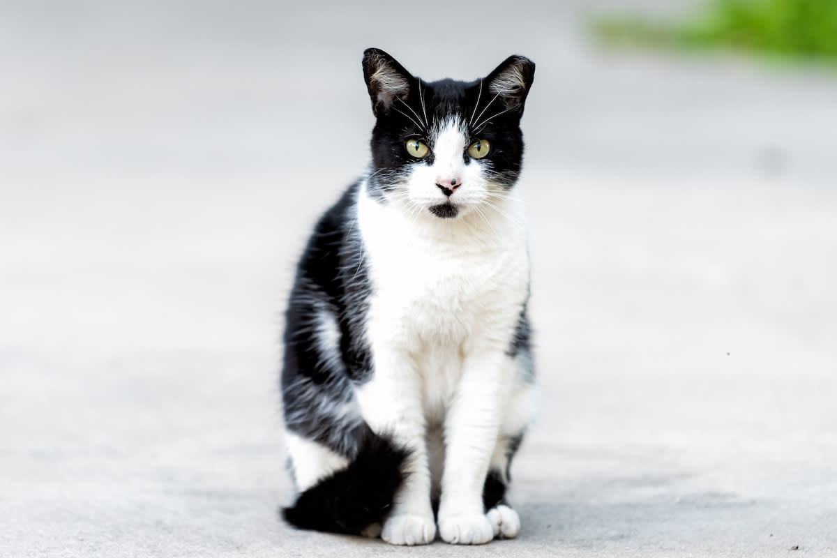 Black-and-White Cat Shows German Shepherd Whose Territory He's Trespassing on in Funny Video