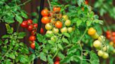 Tomato task every gardener should be doing to achieve juicy crop