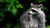 Local wildlife control service urges community to safely relocate, prepare for animals