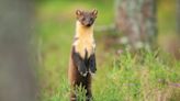 The Pine Marten – Our friend or our foe? - opinion - Western People