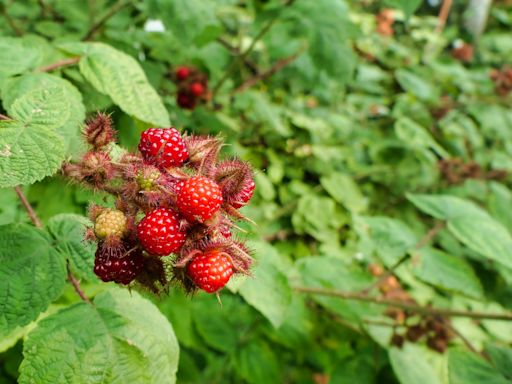 Experts advocate to collect and eat invasive berry species wreaking havoc on native plants: 'Pick as many as you can'