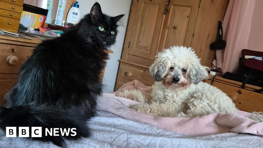 Peterborough cat owner celebrates pet's returns after four years