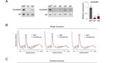 新發現的RNA分子揭示「細胞衰老」的調控機制