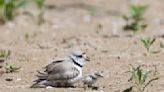 Only one piping plover chick remains at Montrose Beach after two more die