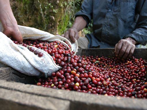 Exportação de café do Brasil sobe em junho e fecha com recorde na safra 23/24, diz Cecafé Por Reuters