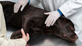 Así es el comportamiento del perro después de castrarlo, según veterinaria
