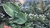 ‘Foodscaping’ slips vegetables in among the flowers for visual appeal in the garden | Northwest Arkansas Democrat-Gazette
