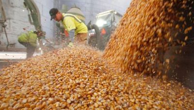 La Nación / Fiscal imputa a directivos de un silo por “desaparición” de 123 carretas de maíz
