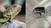 "Only in Florida": Iguanas Create Sinkhole in Key Largo Road