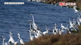 驚喜！嘉義布袋、鰲鼓溼地 黑面琵鷺滯留逾40隻(鰲鼓溼地粉絲團提供/民眾提供) - 自由電子報影音頻道