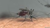 As the planet warms, watch out for dengue fever