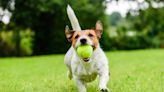 Keep your dog entertained for hours with this automatic ball launcher that's 10% off