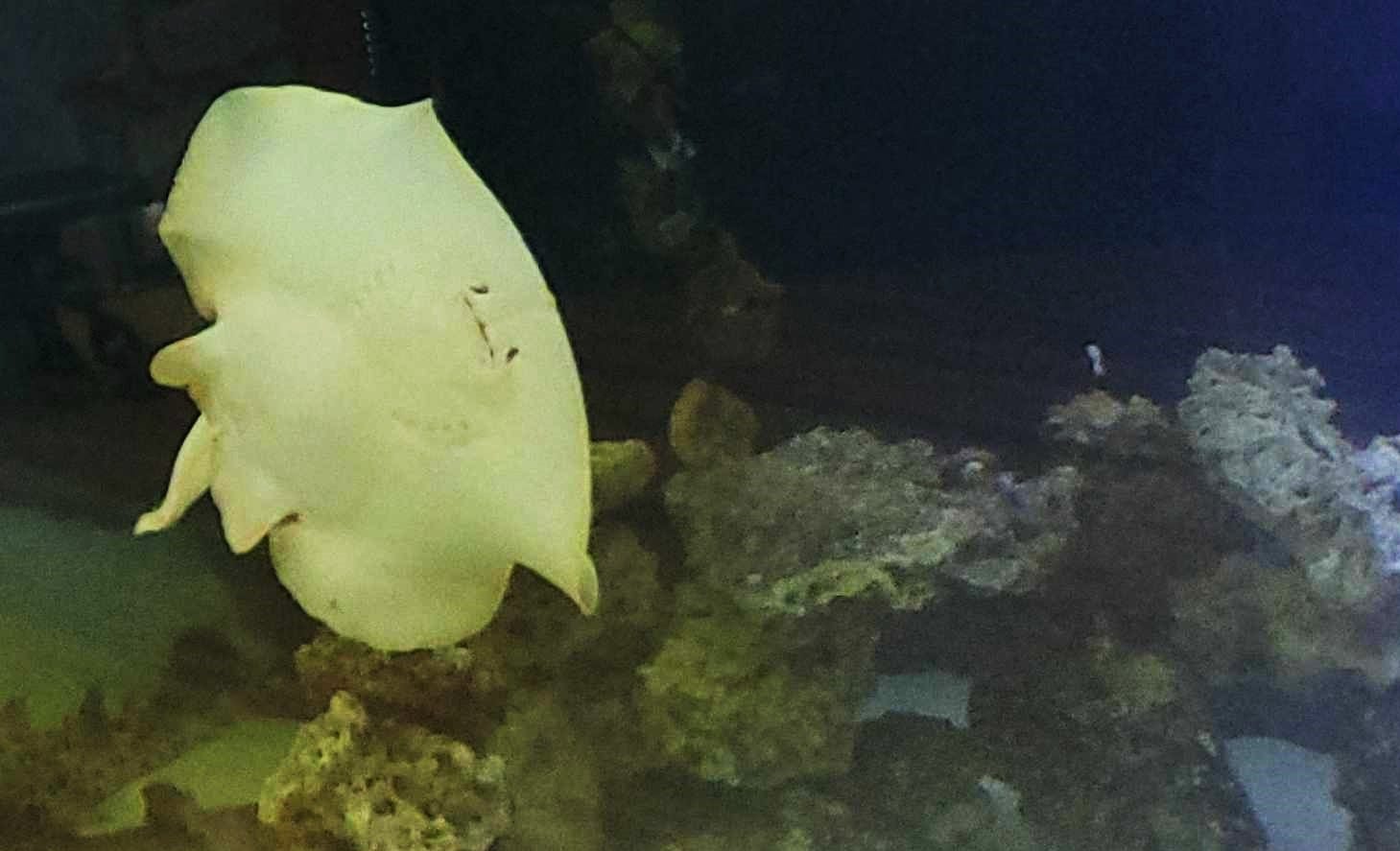 Still pregnant: Charlotte the stingray has not had 'miracle' birth as fans grow impatient