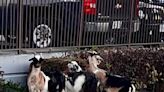 Look: Loose goats rounded up in British Columbia town