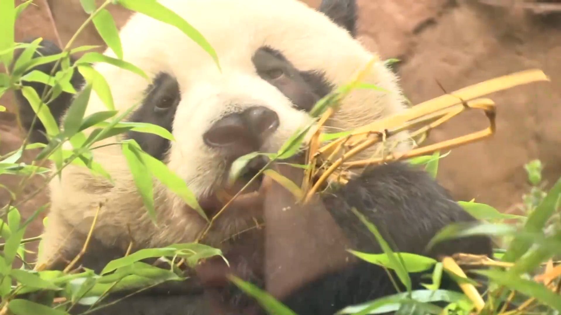 Giant pandas go on display at San Diego Zoo: Gov. Newsom says 'It’s panda-mania'