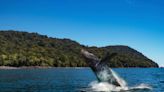 Esta son las mejores opciones para visitar a la joya escondida del Pacífico Colombiano: la Isla Gorgona