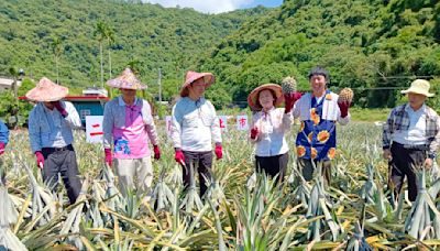 傳承百年土鳳梨 宜蘭「二湖鳳梨」香甜口感佳 搶鮮上市