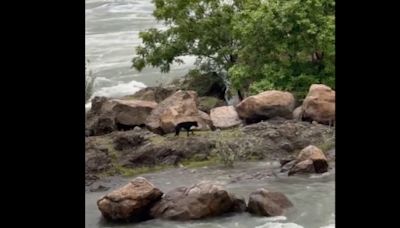 Biryani to the rescue: Drone feeds stranded dogs in Tamil Nadu's flooded Cauvery river