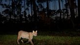 Remote censor camera captures slinky bobcat hunting in Collier County CREW lands