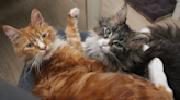 Maine Coon Cats DIY Their Own Activity Board and the Cutest Chaos Ensues